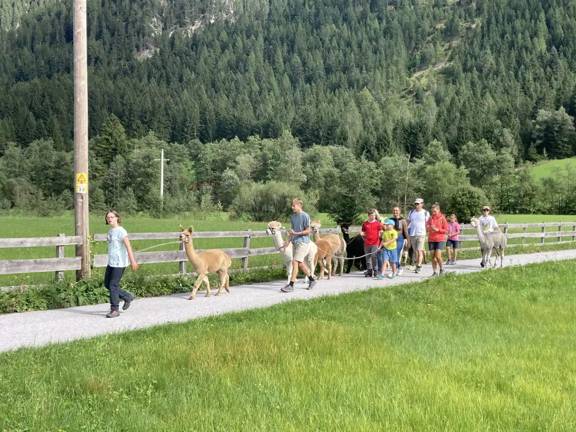 Gruppe beim Alpakawandern